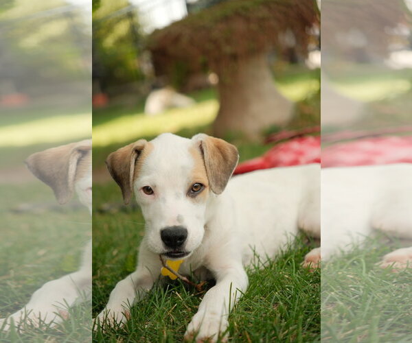 Medium Photo #5 Mutt Puppy For Sale in Sandy, UT, USA