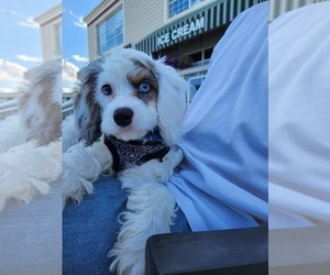 Cavapoo Puppy for sale in MILWAUKEE, WI, USA