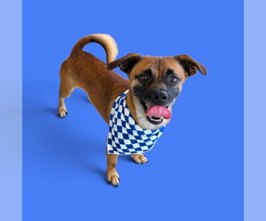 Chihuahua-Unknown Mix Dogs for adoption in Bakersfield, CA, USA
