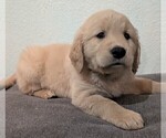 Small #10 Golden Retriever