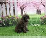 Small #12 Poodle (Toy)