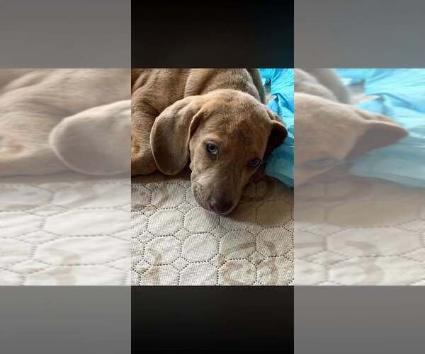 Medium Photo #2 Basset Hound-Unknown Mix Puppy For Sale in New York, NY, USA