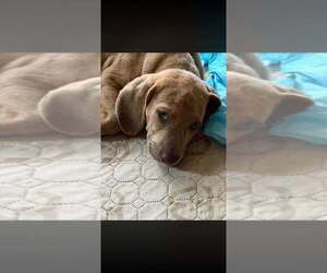 Kenny (GA) - Male Basset Hound-Unknown Mix Dog for Adoption - Photo #2