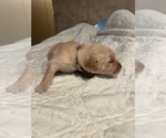 Puppy Purple collar Golden Retriever