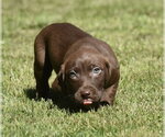 Small #2 Dachsador