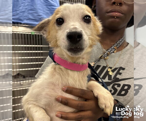 Medium Photo #2 Jack Russell Terrier-Unknown Mix Puppy For Sale in Washington, DC, USA
