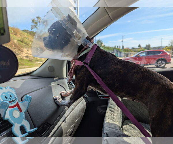 Medium Photo #3 Boston Terrier Puppy For Sale in Huntington Beach, CA, USA