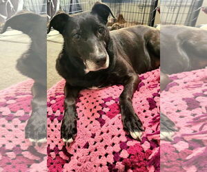 Labrador Retriever-Unknown Mix Dogs for adoption in Germantown, OH, USA