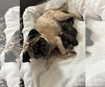 Small Pug