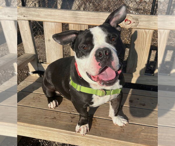 Medium Photo #3 Mutt Puppy For Sale in Elmsford, NY, USA