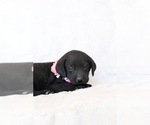 Small Photo #9 Labrador Retriever Puppy For Sale in LINCOLN UNIV, PA, USA