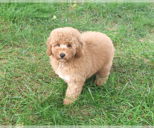 Medium Photo #4 Goldendoodle mix (+ Poodle Standard) Puppy For Sale in SYRACUSE, IN, USA