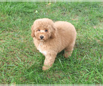 Benny - Male Goldendoodle mix (+ Poodle Standard) Puppy for Sale - Photo #4