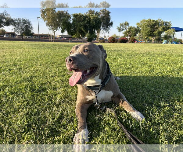 Medium Photo #1 Bullypit Puppy For Sale in Chandler, AZ, USA