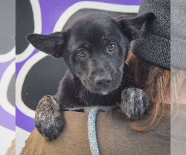 Medium Photo #5 Shollie Puppy For Sale in Huntley, IL, USA