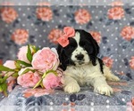 Small Photo #6 Cocker Spaniel Puppy For Sale in KIRKWOOD, PA, USA