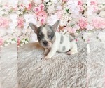 Small Photo #1 French Bulldog Puppy For Sale in SARATOGA SPRINGS, NY, USA