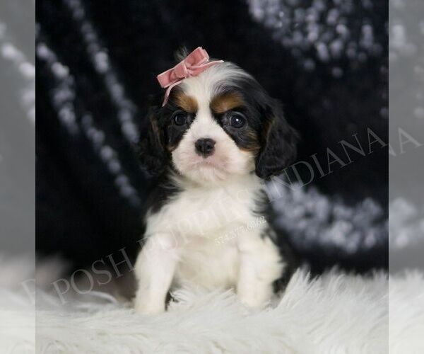 Medium Photo #83 Cavalier King Charles Spaniel Puppy For Sale in WARSAW, IN, USA