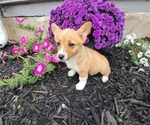 Puppy Beans Pembroke Welsh Corgi
