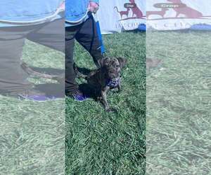 WHISKEY - Male Buggs Dog for Adoption - Photo #2