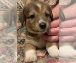 Small Photo #2 Dorgi Puppy For Sale in HURST, IL, USA
