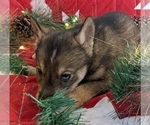 Small Photo #4 Pomsky-Siberian Husky Mix Puppy For Sale in CENTRALIA, MO, USA