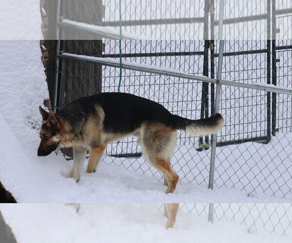 Medium Photo #34 German Shepherd Dog Puppy For Sale in Sebec, ME, USA