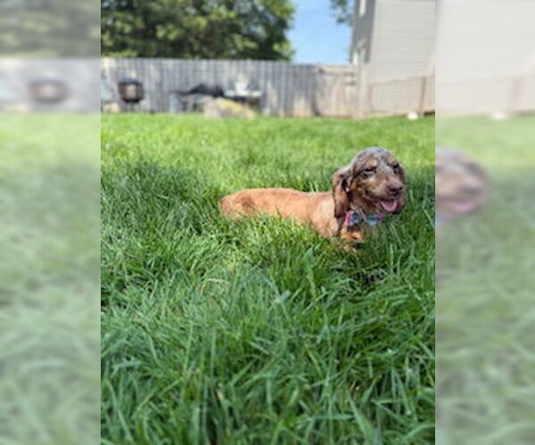 Medium Photo #5 Dachshund Puppy For Sale in Wheaton, IL, USA