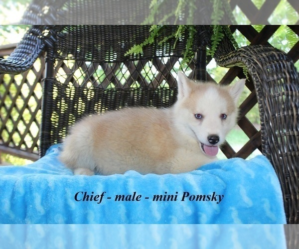 Medium Photo #3 Pomsky Puppy For Sale in CLARKRANGE, TN, USA
