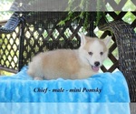 Small Photo #3 Pomsky Puppy For Sale in CLARKRANGE, TN, USA