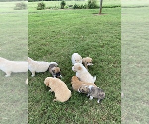 Boxer-Collie Mix Puppy for sale in LOUISVILLE, GA, USA