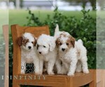 Small #1 Goldendoodle (Miniature)