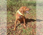 Small #1 Redbone Coonhound
