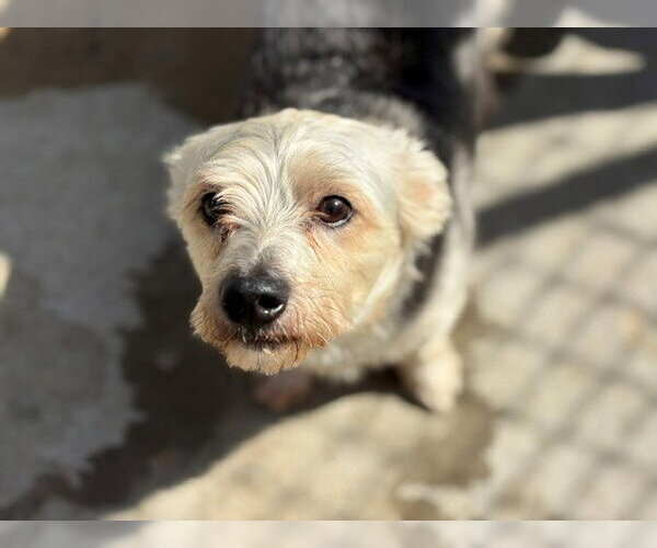 Medium Photo #1 Mutt Puppy For Sale in Tulsa, OK, USA