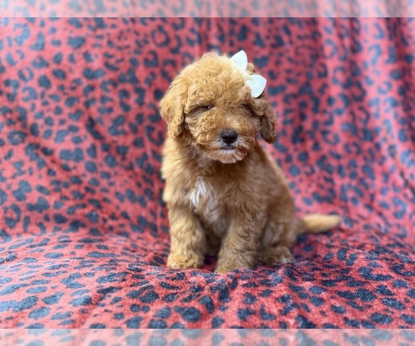 Medium Photo #2 Cavapoo (Miniature) Puppy For Sale in LAKELAND, FL, USA