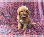 Small #1 Cavapoo (Miniature)