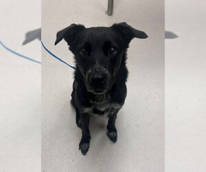 Bella - Female Border Collie-Unknown Mix Dog for Adoption - Photo #3