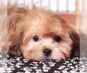 ShihPoo Puppy for sale in NAPLES, FL, USA