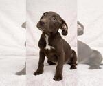 Small Labrador Retriever Mix