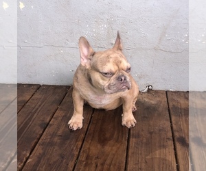 French Bulldog Puppy for sale in MIAMI, FL, USA