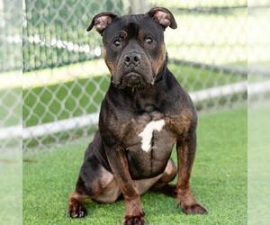 Mutt Dogs for adoption in Camarillo, CA, USA