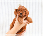 Small #4 Cavapoo (Miniature)