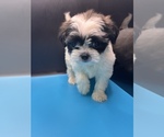 Small #9 Maltipoo-Shih Tzu Mix