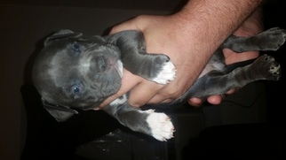 American Staffordshire Terrier Puppy for sale in SEGUIN, TX, USA