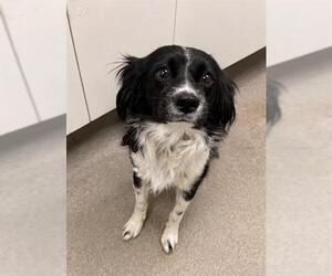 Cavalier King Charles Spaniel-Unknown Mix Dogs for adoption in HESPERIA, CA, USA
