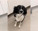 Small Cavalier King Charles Spaniel Mix
