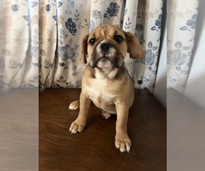 Beabull Puppy for sale in DURHAM, CT, USA