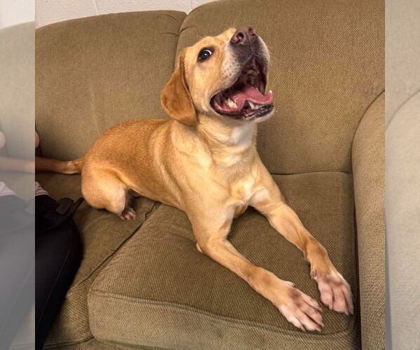 Medium Photo #4 Labrador Retriever-Unknown Mix Puppy For Sale in Muskegon, MI, USA