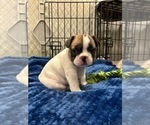 Small #2 French Bulldog
