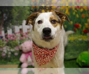 Anatolian Shepherd-Unknown Mix Dogs for adoption in Placerville, CA, USA